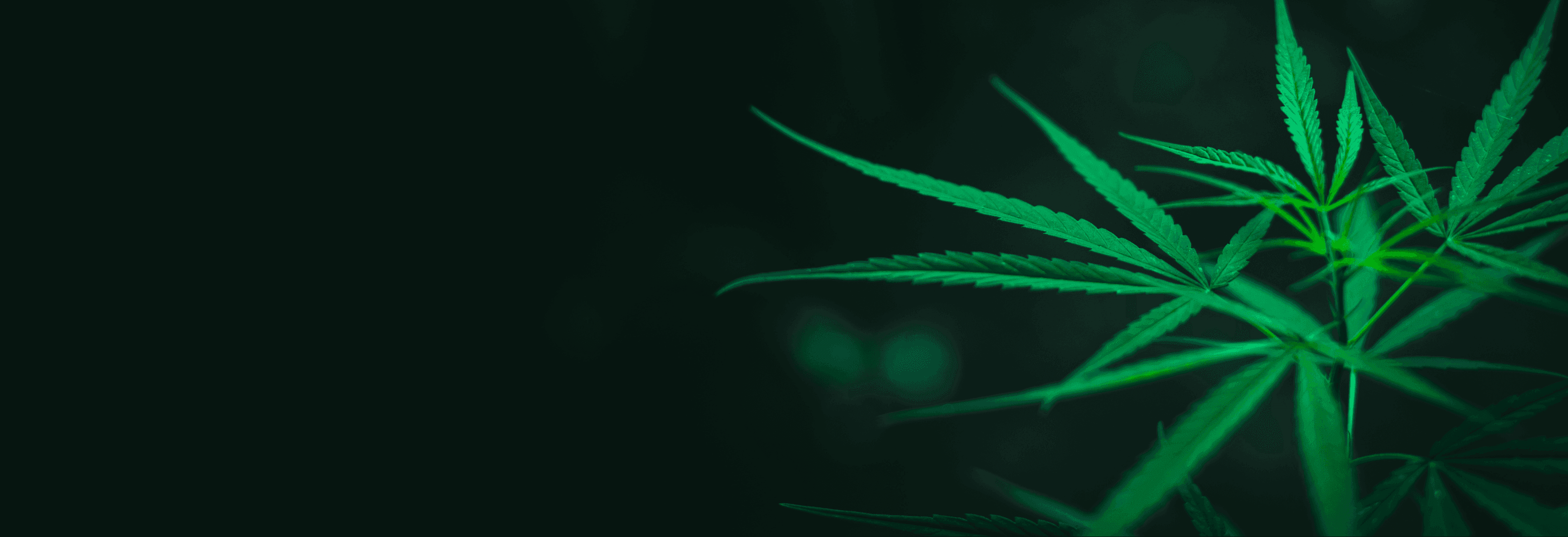 Banner-canncompany