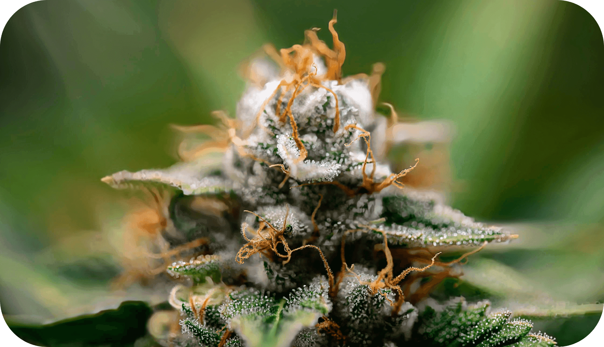 Cannabisblüte