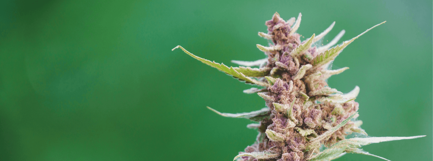 Cannabisblüte vor grünen Hintergrund